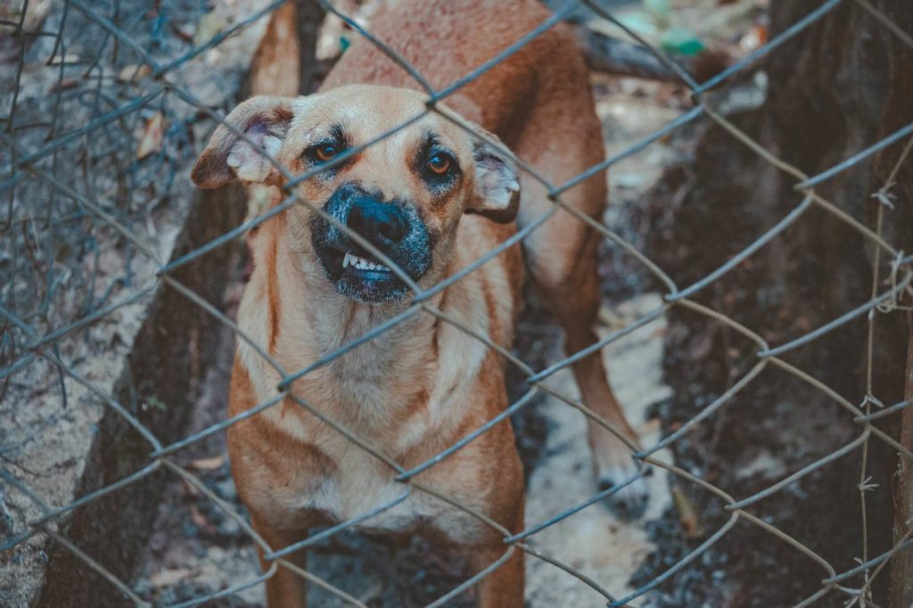 A brown dog standing behind a cage