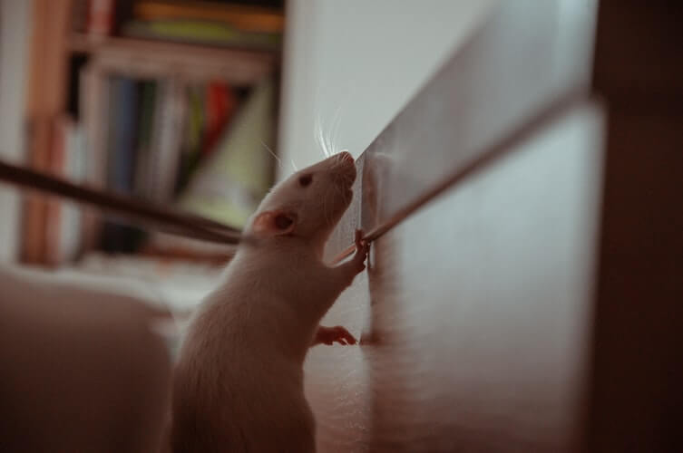 A mouse sniffing a wall